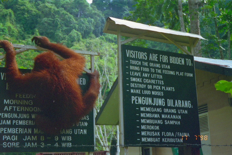 Bukit Lawang