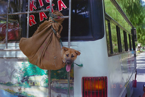 Dog on bus