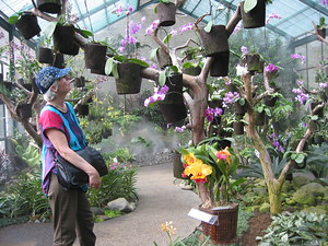 Orchid garden