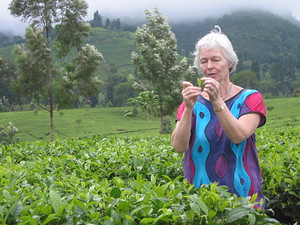 Tea field