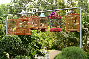 Bird cages