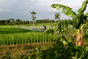 Countryside, Solo