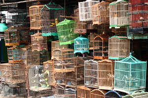 Bird market