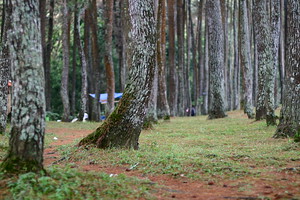 Taman Hutan Raya