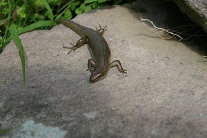 Sarangan, Gunung Lawu