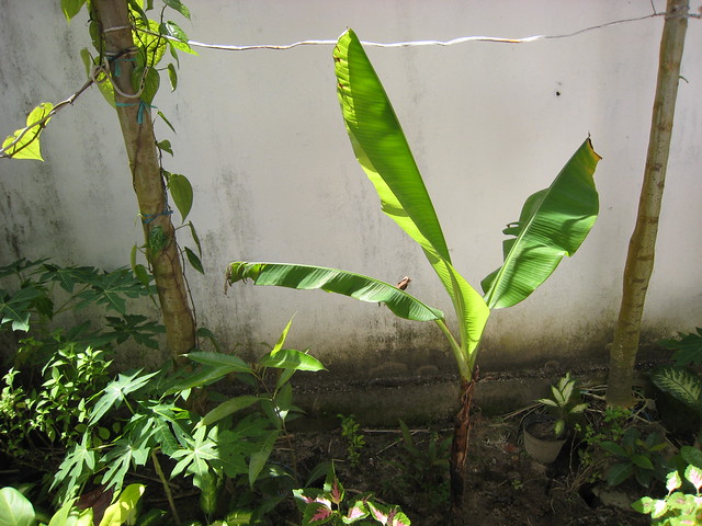 Small banana plant