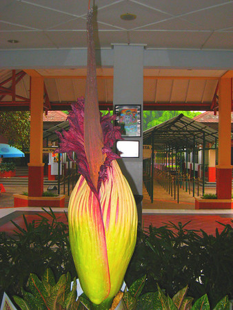 Amorphophallus titanum