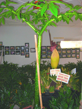 Amorphophallus titanum