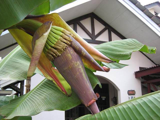 Flowering banana