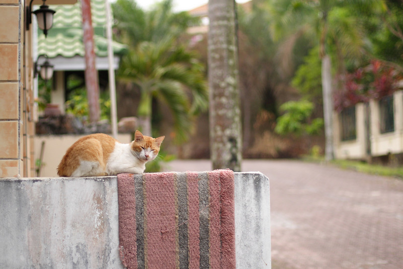 The neighbour's cat