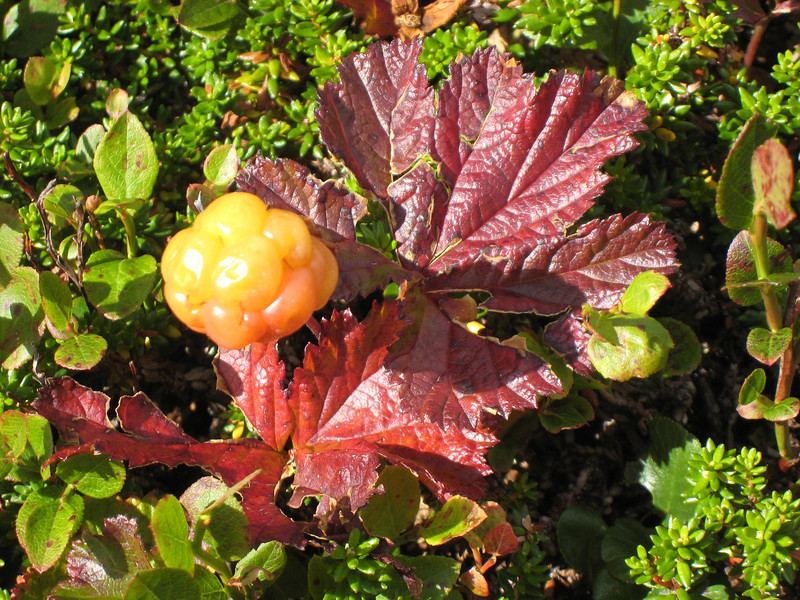 Cloudberry