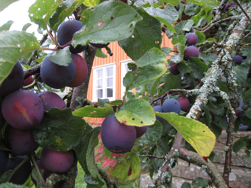 Plums in the garden