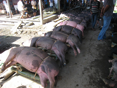 Tana Toraja pig market